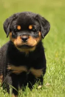 Dutin, a male Rottweiler for sale in Newville, PA – 3 of 8