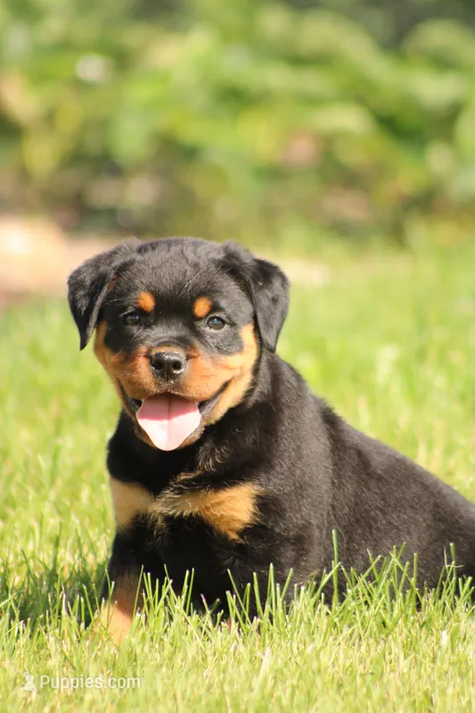 Kelly – Rottweiler puppy for sale in Newville, PA