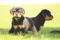 Dynamite, a male Rottweiler for sale in Newville, PA – 3 of 9
