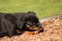 Sammy , a male Rottweiler for sale in Newville, PA – 7 of 8
