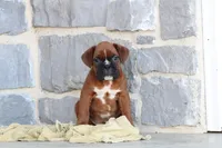 Rocky, a male Boxer for sale in Newville, PA – Photo 5 of 5