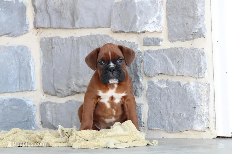Rocky – Boxer puppy for sale in Newville, PA