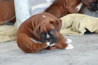 Rocky, a male Boxer for sale in Newville, PA – Photo 2 of 5