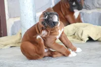 Rocky, a male Boxer for sale in Newville, PA – Photo 3 of 5