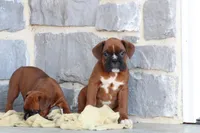 Rocky, a male Boxer for sale in Newville, PA – Photo 4 of 5