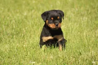 Shasta, a female Rottweiler for sale in Newville, PA – 7 of 10