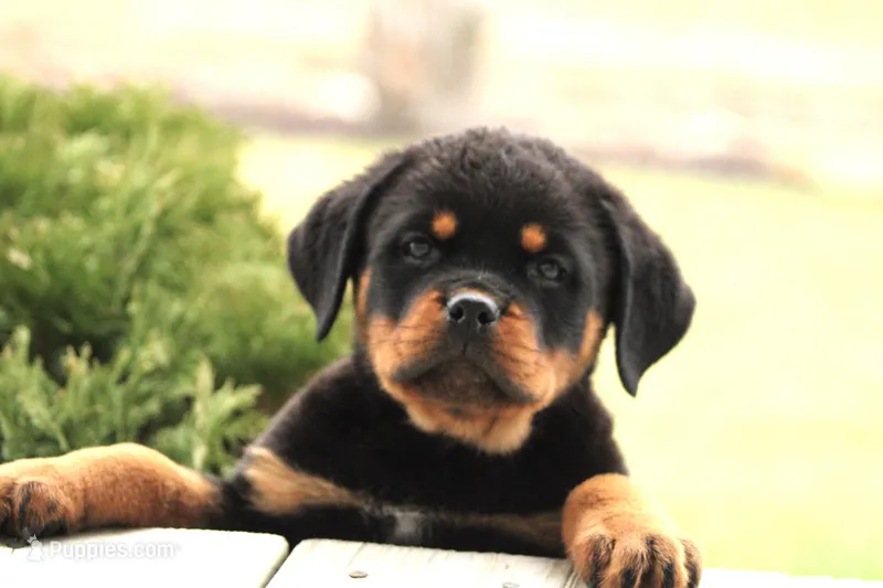 Sweat pea – Rottweiler puppy for sale in Newville, PA