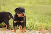 Sadie, a female Rottweiler for sale in Newville, PA – 6 of 10