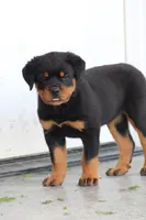 Sadie, a female Rottweiler for sale in Newville, PA – 5 of 10