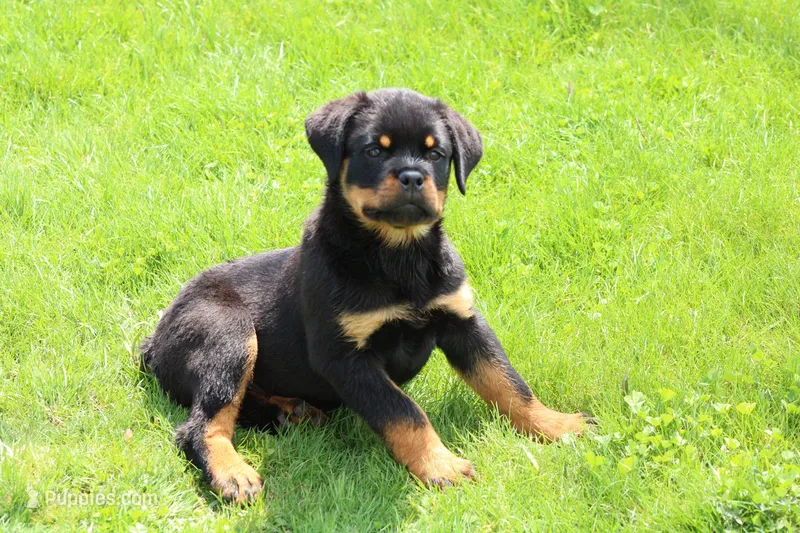 Molly – Rottweiler puppy for sale in Newville, PA