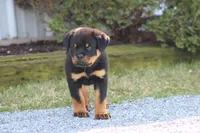 Molly, a female Rottweiler for sale in Newville, PA – Photo 4 of 7