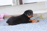 Molly, a female Rottweiler for sale in Newville, PA – Photo 6 of 7