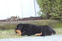 Molly, a female Rottweiler for sale in Newville, PA – Photo 7 of 7