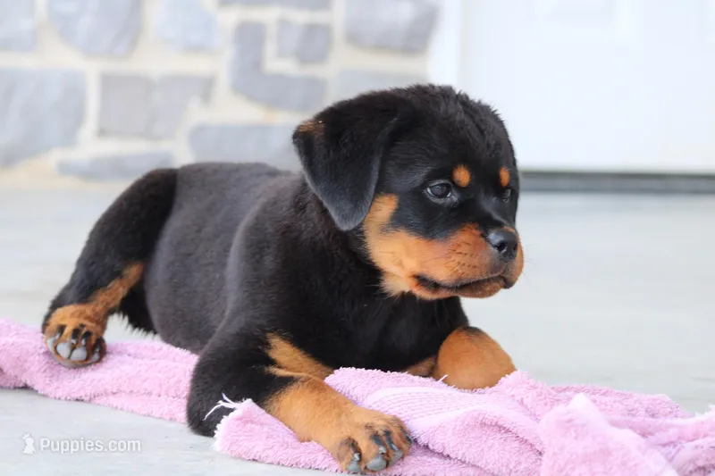 Molly, a female Rottweiler for sale in Newville, PA – Photo 1 of 7