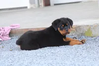 Molly, a female Rottweiler for sale in Newville, PA – Photo 3 of 7