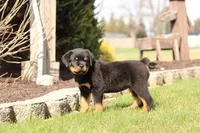Molly, a female Rottweiler for sale in Newville, PA – Photo 2 of 7