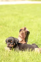 Tucker, a male Rottweiler for sale in Newville, PA – 7 of 7