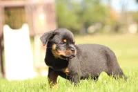 Tucker, a male Rottweiler for sale in Newville, PA – 2 of 7