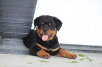 Sadie, a female Rottweiler for sale in Newville, PA – 3 of 10