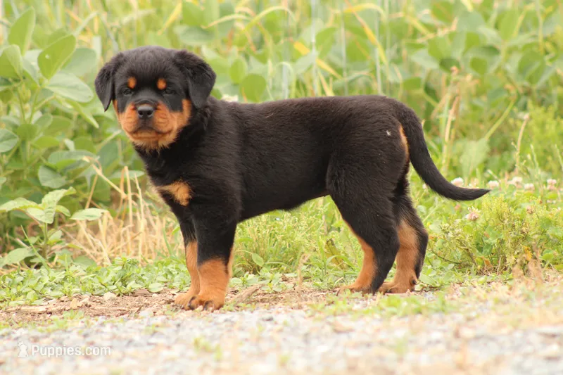 Sandra  – Rottweiler puppy for sale in Newville, PA