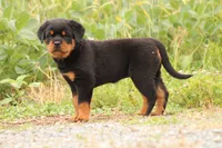 Sandra , a female Rottweiler for sale in Newville, PA – 1 of 7