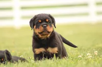 Sandra , a female Rottweiler for sale in Newville, PA – 6 of 7