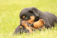 Shasta, a female Rottweiler for sale in Newville, PA – 3 of 9