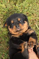 Felicity, a female Rottweiler for sale in Newville, PA – 5 of 9