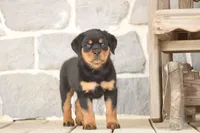 Danielle, a female Rottweiler for sale in Newville, PA – 5 of 8