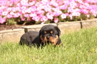 Fiona, a female Rottweiler for sale in Newville, PA – 5 of 9