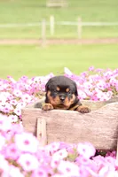 Fiona, a female Rottweiler for sale in Newville, PA – 3 of 9