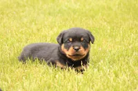Shasta, a female Rottweiler for sale in Newville, PA – 4 of 9