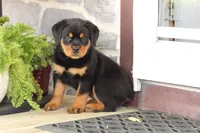 Danielle, a female Rottweiler for sale in Newville, PA – 4 of 8