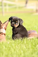 Tucker, a male Rottweiler for sale in Newville, PA – 3 of 7