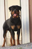 Prince, a male Rottweiler for sale in Newville, PA – 4 of 6