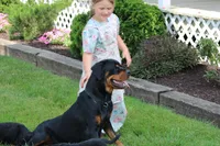 Davis, a male Rottweiler for sale in Newville, PA – 10 of 10