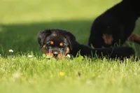 Davis, a male Rottweiler for sale in Newville, PA – 6 of 10
