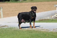 Shasta, a female Rottweiler for sale in Newville, PA – 9 of 9