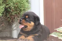 Felicity, a female Rottweiler for sale in Newville, PA – 6 of 9