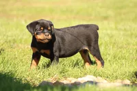 Tilly, a female Rottweiler for sale in Newville, PA – 6 of 7