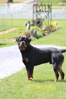 Fiona, a female Rottweiler for sale in Newville, PA – 7 of 9