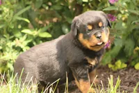 Sadie, a female Rottweiler for sale in Newville, PA – 8 of 10