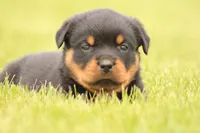 Shasta, a female Rottweiler for sale in Newville, PA – 2 of 9