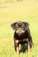 Tilly, a female Rottweiler for sale in Newville, PA – 2 of 7