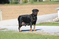 Shon, a male Rottweiler for sale in Newville, PA – 7 of 7