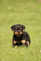 Shasta, a female Rottweiler for sale in Newville, PA – 2 of 10