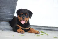 Sadie, a female Rottweiler for sale in Newville, PA – 4 of 10