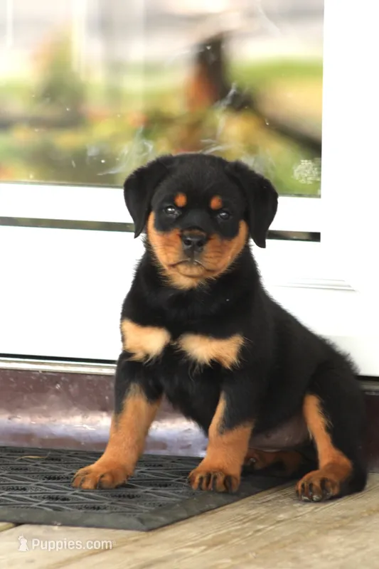 Danielle – Rottweiler puppy for sale in Newville, PA