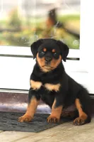Danielle, a female Rottweiler for sale in Newville, PA – 1 of 8