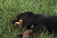 Davis, a male Rottweiler for sale in Newville, PA – 5 of 10